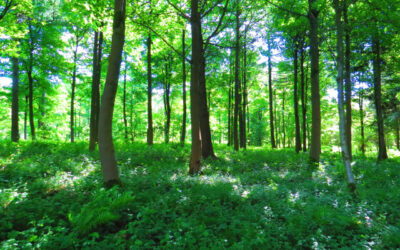 Forest Bathing for Mindfulness & Well-Being